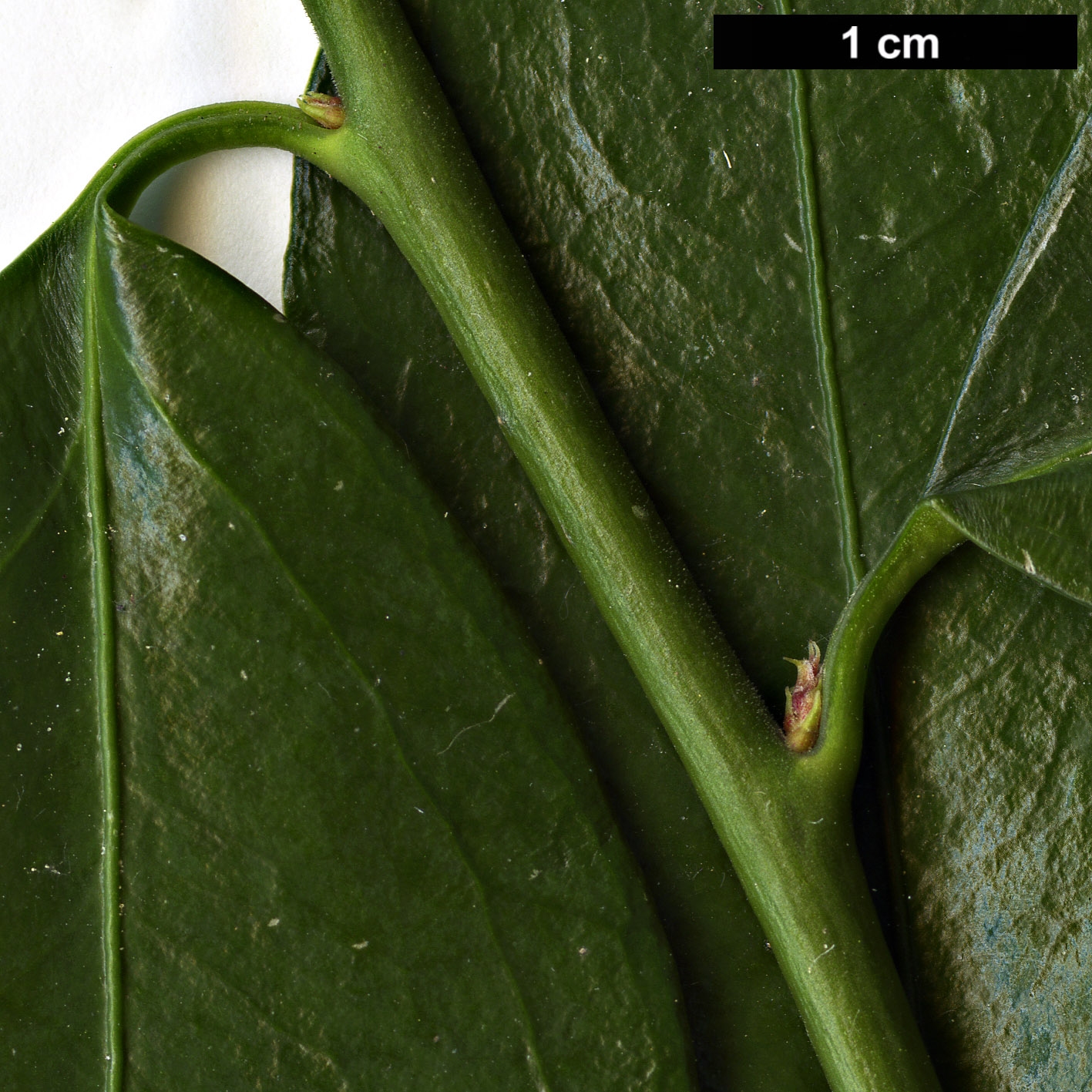 High resolution image: Family: Buxaceae - Genus: Sarcococca - Taxon: ruscifolia - SpeciesSub: var. chinensis